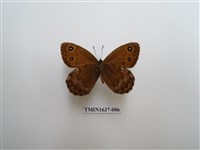 藏品(永澤蛇眼蝶)的圖片